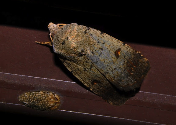 Hétérocères d'Australie - Noctuidae : Heliothinae : Helicoverpa punctigera WALLENGREN, 1860. Umina Beach (NSW, Australie), 26 octobre 2011. Photo : Barbara Kedzierski