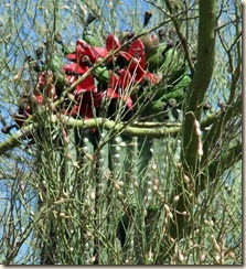 Saguaro fruit 6-11-2012 9-13-47 AM 1405x1539