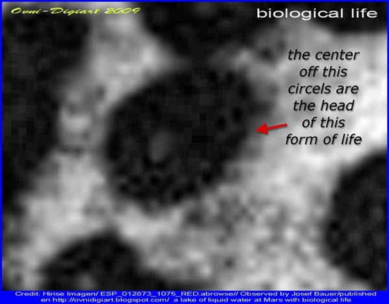 bio life in lake_4 bio life in lake_4