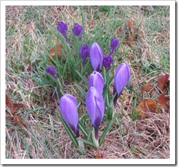 3.21.2012 Early signs of spring crocus