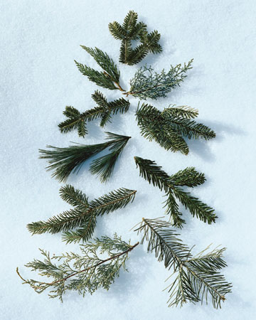 Here are some close-up photographs of different boughs, clockwise from the top: Balsam Fir, 'Carolina Sapphire' Cypress, Nordmann Fir, Noble Fir, Concolor Fir, 'Blue Ice' Cypress, Douglas Fir, White Pine, Fraser Fir, and Leyland Cypress.