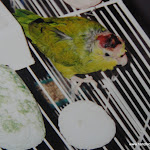 Old Budgie Pics 043.JPG