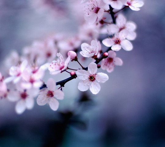 Cherry Blossoms_33576636