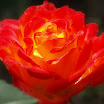 achtertuin 043.JPG