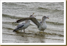 Herring Gulls