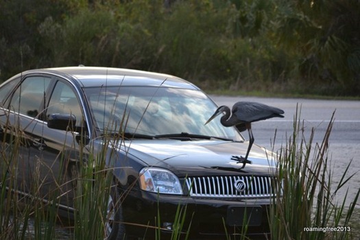 Great Blue Heron on our car!!
