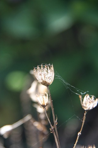 webdraden webdraden