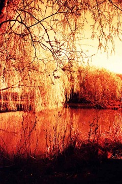 Willow-Lake - XPRO
