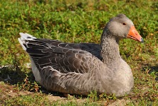 DSC_1968.JPG