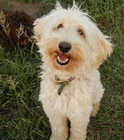 Adorable Labradoodle creamy gold Sky Tabernash.
