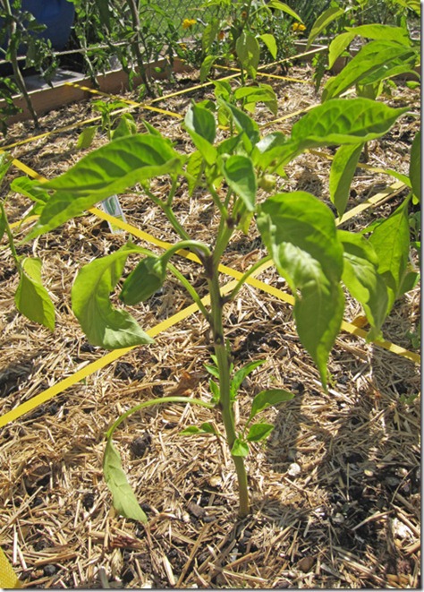 Aruba-pepper Aruba-pepper