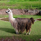 The amazing Llama