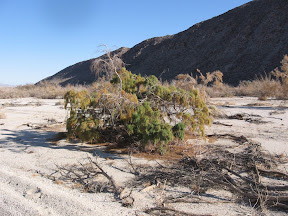 Kind of wonder how these are able to grow in the Desert sand.