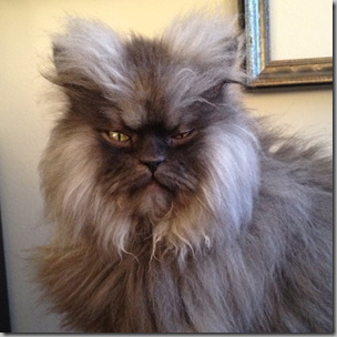 Colonel Meow3