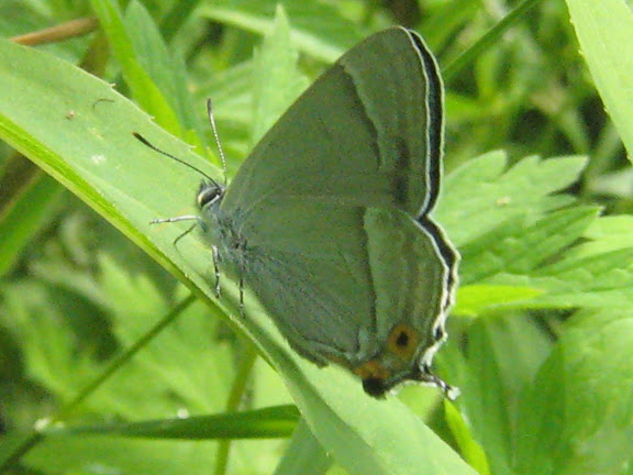 Chrysozephyrus smaragdinus BREMER, 1861. Anutchino (Primorskij Kraj), 2 juillet 2011. Photo : G. Charet