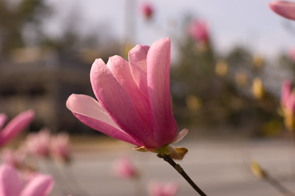 DSC_0118