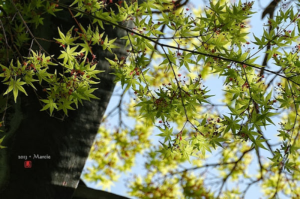 京都真如堂