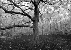 The-Trees-9