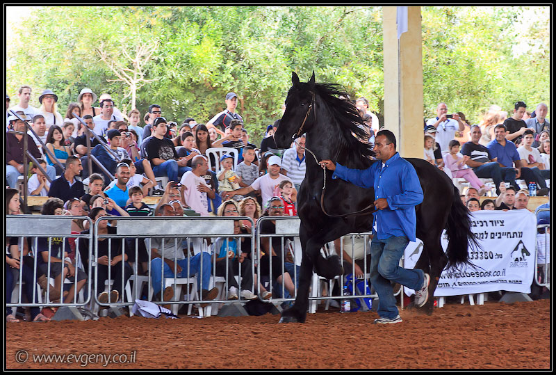 il/Фото: Stallion Show 2011 (20110416 stllion show 114 2523)
