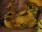 I'm so happy now!  I wish every animal in a shelter could have my life!