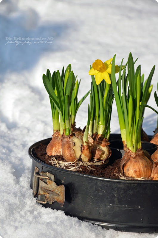 DIY Frühlingskuchen (7)