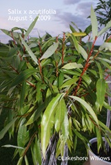 Harlequin acutifolia foliage Aug 5, 09 Harlequin acutifolia foliage Aug 5, 09
