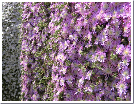 DSCN3055 DSCN3055