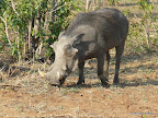 Chobe Nationalpark