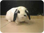 Bunnies should live indoors and be doted on like other family companion animals. Sweet mini lop Madeline is spayed and ready to hop into a permanent loving home. Bunnies should live indoors and be doted on like other family companion animals. Sweet mini lop Madeline is spayed and ready to hop into a permanent loving home.