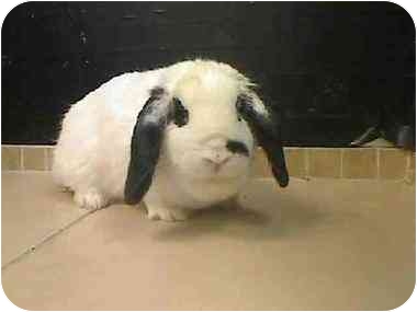 Bunnies should live indoors and be doted on like other family companion animals. Sweet mini lop Madeline is spayed and ready to hop into a permanent loving home. Bunnies should live indoors and be doted on like other family companion animals. Sweet mini lop Madeline is spayed and ready to hop into a permanent loving home.