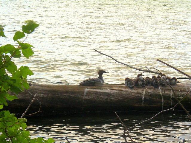 [Merganser%2520Family%2520on%2520Suttle%2520Lake%255B6%255D.jpg]
