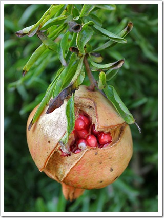 101105_pomegranate3 101105_pomegranate3