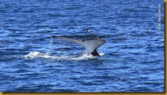 141030 101 Eden Whale Watching