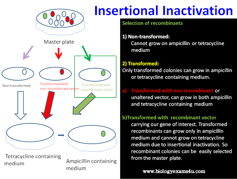insertional inactivation in pBR322