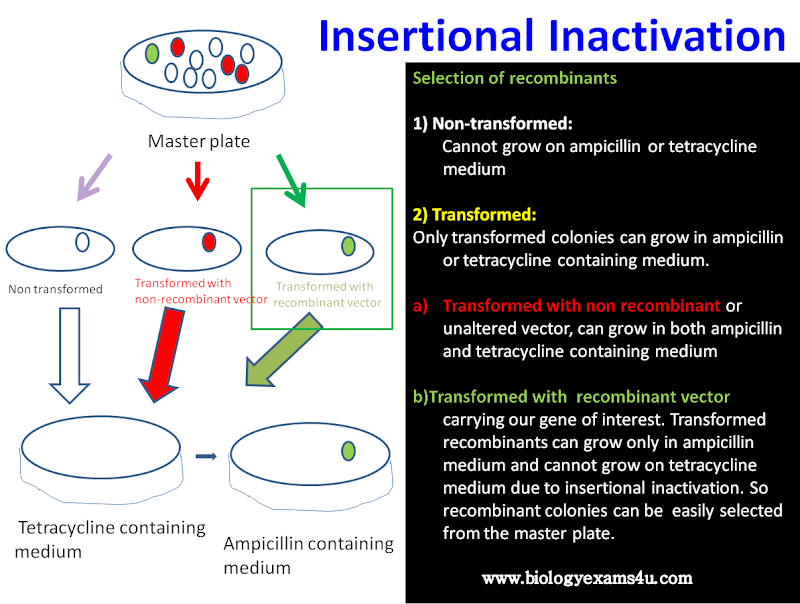 insertional inactivation in pBR322 insertional inactivation in pBR322