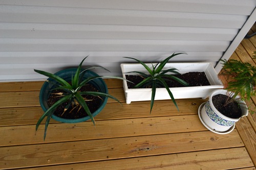 [pineapple%2520on%2520the%2520porch%255B3%255D.jpg]