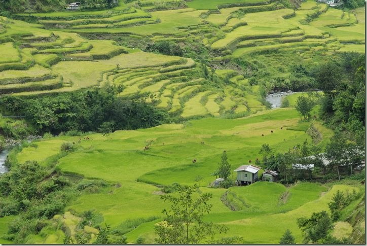 Banaue02(185)