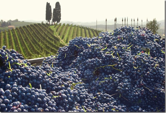 wine, whimsey and art combine in the vineyards of Michele Chiarlo in Piemonte, where the SuperBarbara and fine wines are grown amongst sculptures . The vineyards is called Orme su la court.