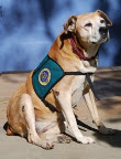 Trudy today- helping others as a Certified Therapy Dog!