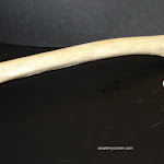 femur02.jpg
