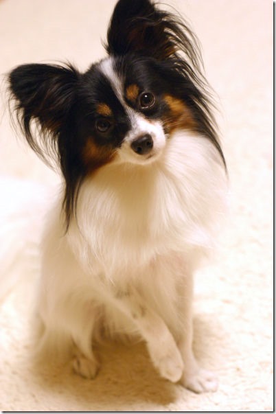 papillon papillon