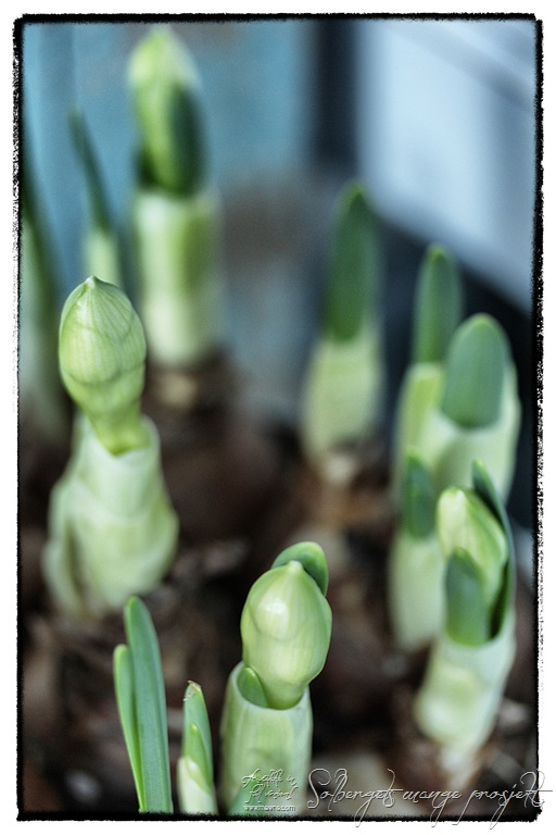 [IMG_2409_Snapseed%255B9%255D.jpg]
