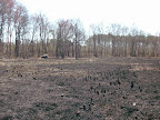 Good burn results.  Note the cut off tree stubs.  Trees invade Delmarva Bays when they are not regularly burned.  These trees were mechanically removed last summer.