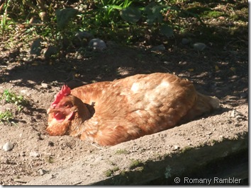 Chicken at Seddonville Tavern