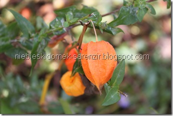 IMG_4843m IMG_4843m