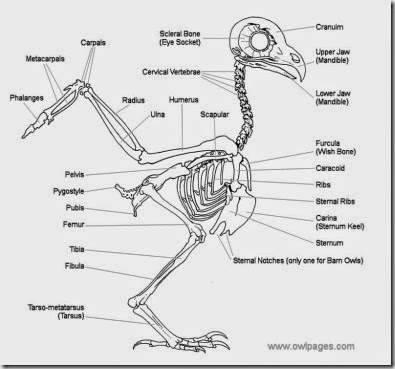articles-Owl Physiology-Skeleton-01