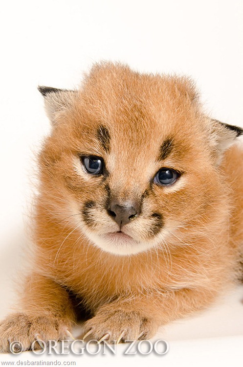 Caracal Kitten Caracal Kitten