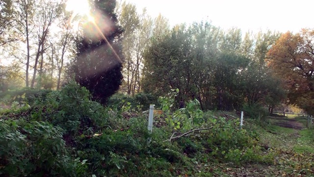 [laub1%255B8%255D.jpg]