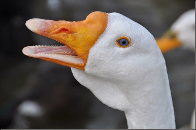 Bryan the Goose late Aug 2012 DSC_0438