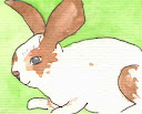 Bunny
